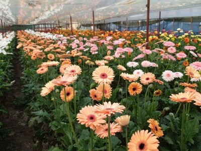 Štete u splitskim plastenicima