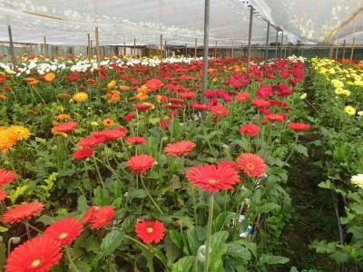 Štete u splitskim plastenicima