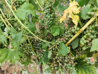 Štete u voćnjacima i vinogradima na našičkom području