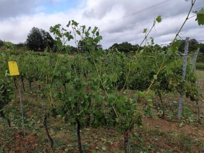 Štete u voćnjacima i vinogradima na našičkom području