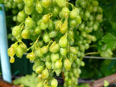 Štete u voćnjacima i vinogradima na našičkom području