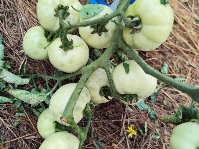 Štete u voćnjacima i vinogradima na našičkom području