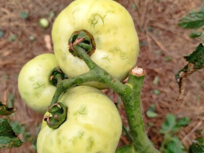 Štete u voćnjacima i vinogradima na našičkom području