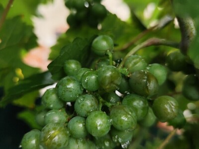 Štete u voćnjacima i vinogradima na našičkom području