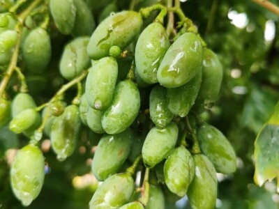 Štete u voćnjacima i vinogradima na našičkom području