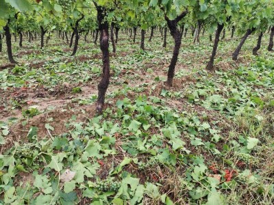 Štete u voćnjacima i vinogradima na našičkom području