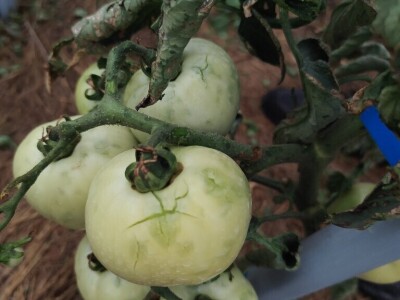 Štete u voćnjacima i vinogradima na našičkom području