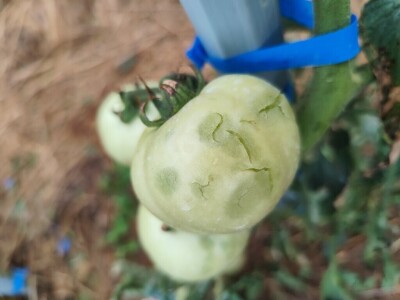 Štete u voćnjacima i vinogradima na našičkom području