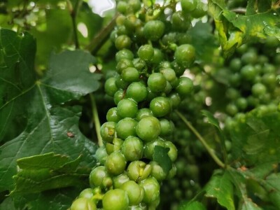 Štete u voćnjacima i vinogradima na našičkom području