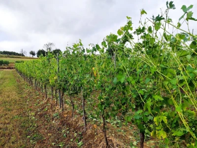 Štete u voćnjacima i vinogradima na našičkom području