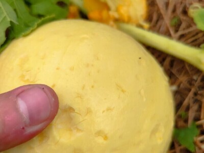 Štete u voćnjacima i vinogradima na našičkom području