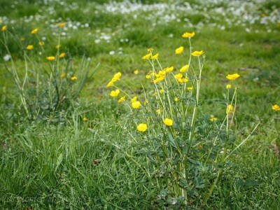 Štetne biljke na ispaši