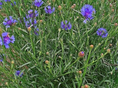 Štetne biljke na ispaši