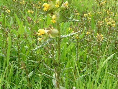 Štetne biljke na ispaši