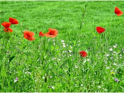 Štetne biljke na ispaši Štetne biljke na ispaši