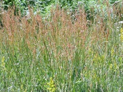 Štetne biljke na ispaši Štetne biljke na ispaši