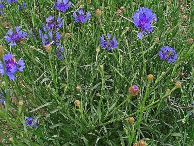 Štetne biljke na ispaši