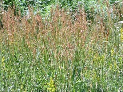 Štetne biljke na ispaši