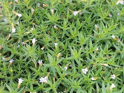 Štetne biljke na ispaši