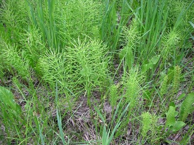 Štetne biljke na ispaši