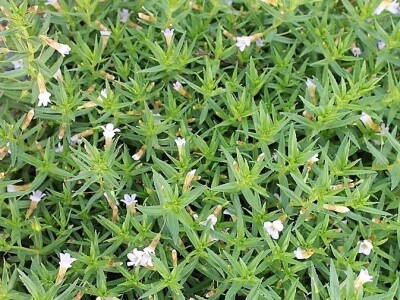 Štetne biljke na ispaši