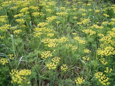 Štetne biljke na ispaši