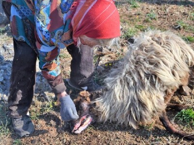 ŠTETNI DOGAĐAJI - Ugriz zaštićenog poskoka usmrtio kozu, ovcu i ovna! ŠTETNI DOGAĐAJI - Ugriz zaštićenog poskoka usmrtio kozu, ovcu i ovna!