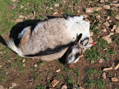 ŠTETNI DOGAĐAJI - Ugriz zaštićenog poskoka usmrtio kozu, ovcu i ovna! ŠTETNI DOGAĐAJI - Ugriz zaštićenog poskoka usmrtio kozu, ovcu i ovna!