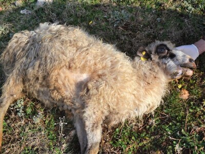 ŠTETNI DOGAĐAJI - Ugriz zaštićenog poskoka usmrtio kozu, ovcu i ovna! ŠTETNI DOGAĐAJI - Ugriz zaštićenog poskoka usmrtio kozu, ovcu i ovna!