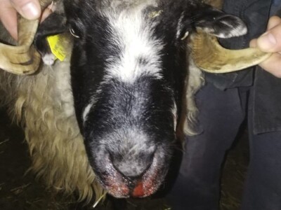 ŠTETNI DOGAĐAJI - Ugriz zaštićenog poskoka usmrtio kozu, ovcu i ovna! ŠTETNI DOGAĐAJI - Ugriz zaštićenog poskoka usmrtio kozu, ovcu i ovna!