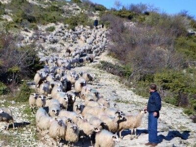 ŠTETNI DOGAĐAJI - Ugriz zaštićenog poskoka usmrtio kozu, ovcu i ovna! ŠTETNI DOGAĐAJI - Ugriz zaštićenog poskoka usmrtio kozu, ovcu i ovna!