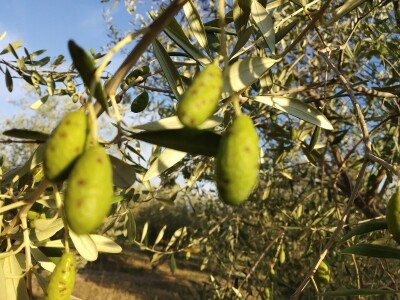 ŠTETNICI - Svrdlaš prepolovio urod maslina