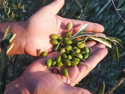 ŠTETNICI - Svrdlaš prepolovio urod maslina