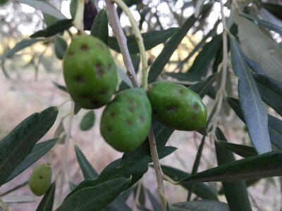 ŠTETNICI - Svrdlaš prepolovio urod maslina