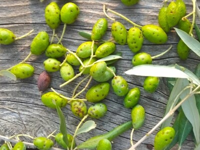 ŠTETNICI - Svrdlaš prepolovio urod maslina