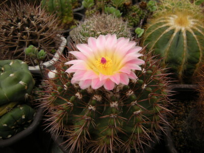 Stevan Avramov - život sa kaktusima Stevan Avramov - život sa kaktusima