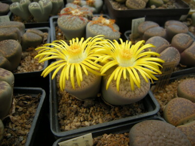 Stevan Avramov - život sa kaktusima Stevan Avramov - život sa kaktusima