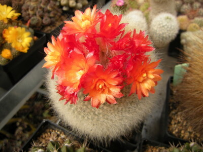 Stevan Avramov - život sa kaktusima Stevan Avramov - život sa kaktusima