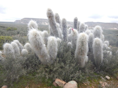 Stevan Avramov - život sa kaktusima Stevan Avramov - život sa kaktusima