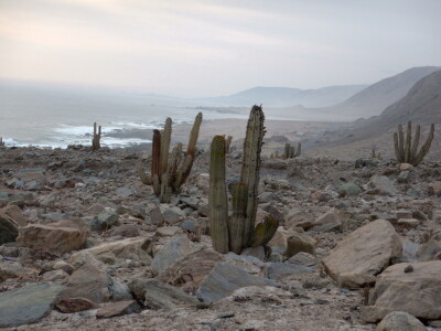 Stevan Avramov - život sa kaktusima Stevan Avramov - život sa kaktusima