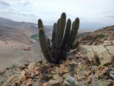 Stevan Avramov - život sa kaktusima Stevan Avramov - život sa kaktusima