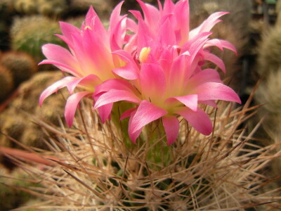 Stevan Avramov - život sa kaktusima Stevan Avramov - život sa kaktusima