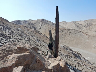 Stevan Avramov - život sa kaktusima Stevan Avramov - život sa kaktusima