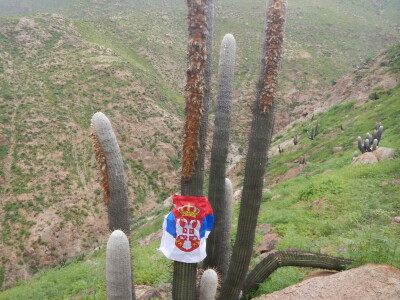 Stevan Avramov - život sa kaktusima Stevan Avramov - život sa kaktusima