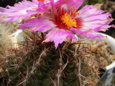 Stevan Avramov - život sa kaktusima Stevan Avramov - život sa kaktusima