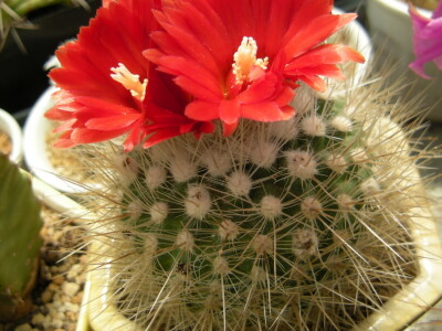 Stevan Avramov - život sa kaktusima Stevan Avramov - život sa kaktusima