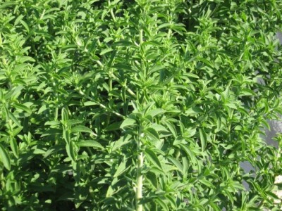 Stevija - sirovina za slatki zeleni prah