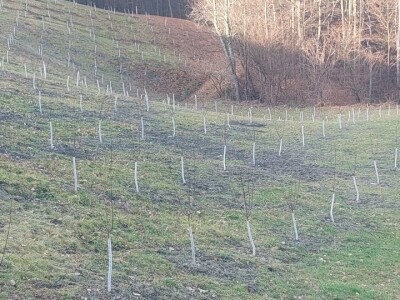 Stevo Topić iz Torina kod Čelinca Stevo Topić iz Torina kod Čelinca