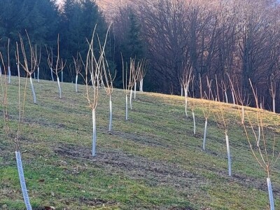 Stevo Topić iz Torina kod Čelinca Stevo Topić iz Torina kod Čelinca