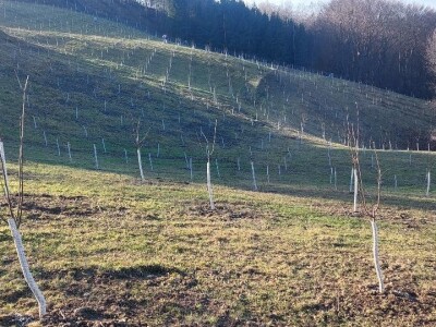 Stevo Topić iz Torina kod Čelinca Stevo Topić iz Torina kod Čelinca